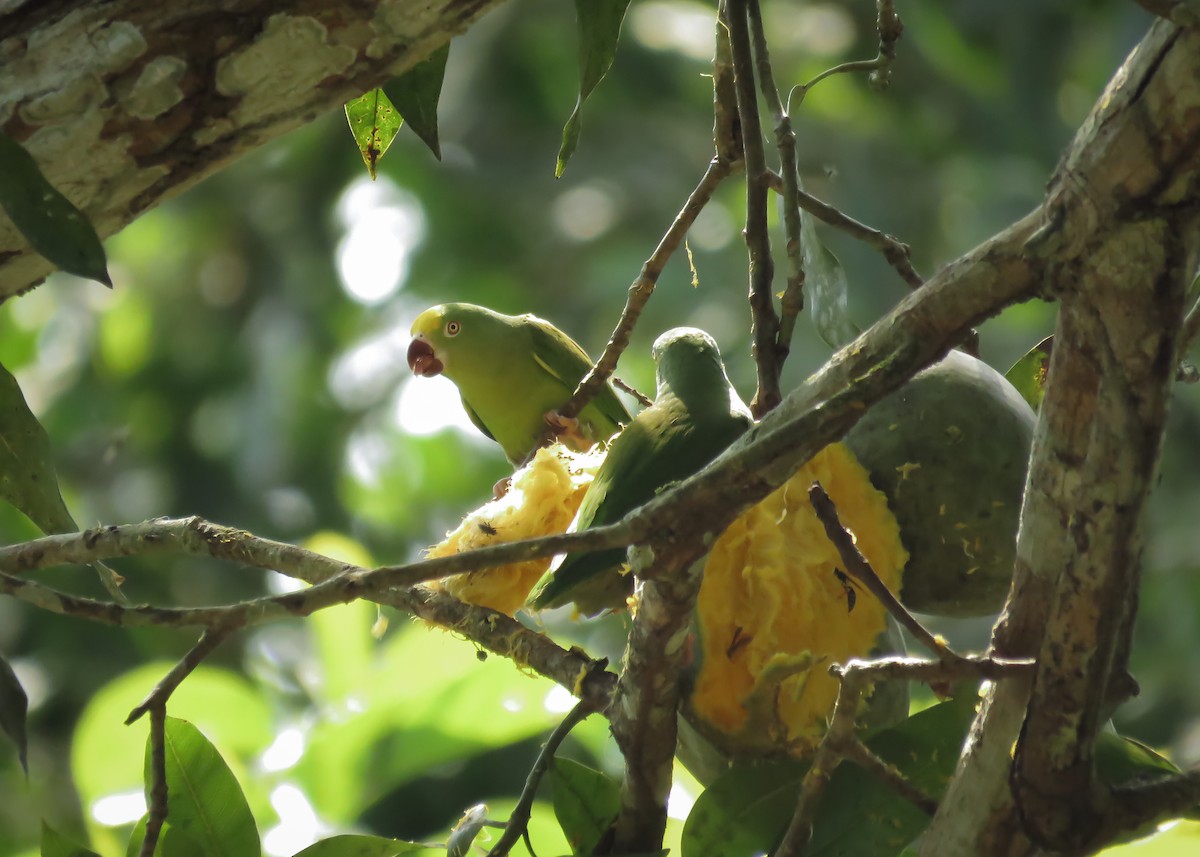 Tui Parakeet - ML131805071