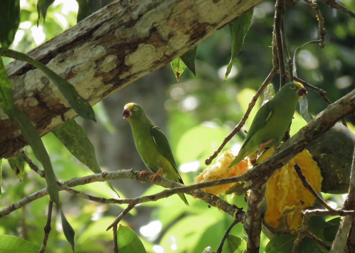 Tui Parakeet - ML131805091