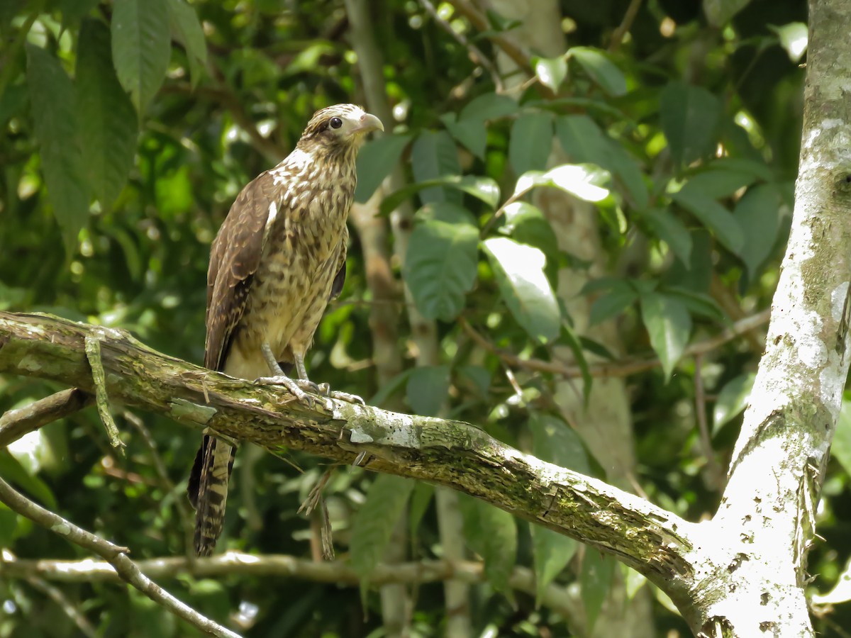 Caracara à tête jaune - ML131805491