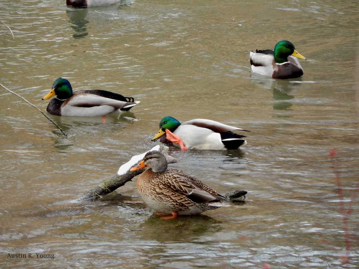 Canard colvert - ML131805891