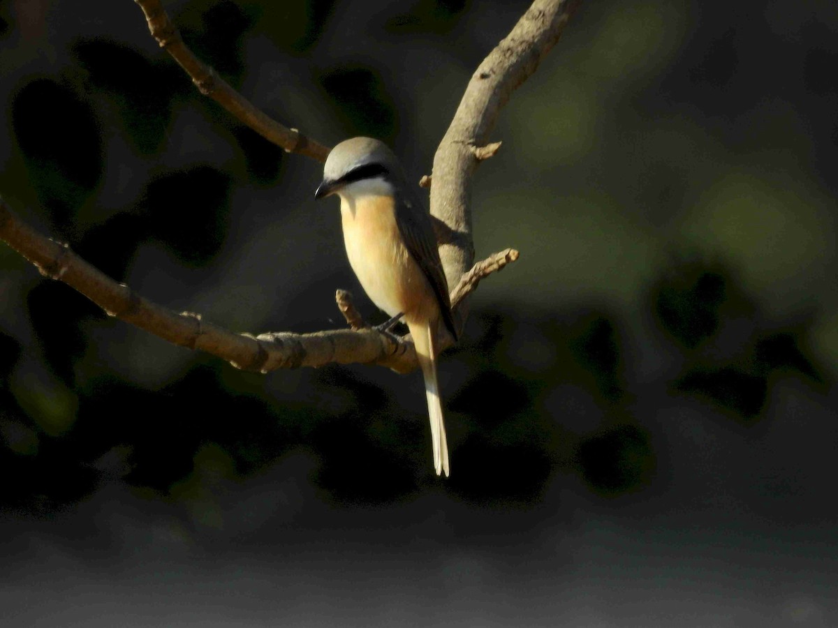 Brown Shrike - Didier Levasseur