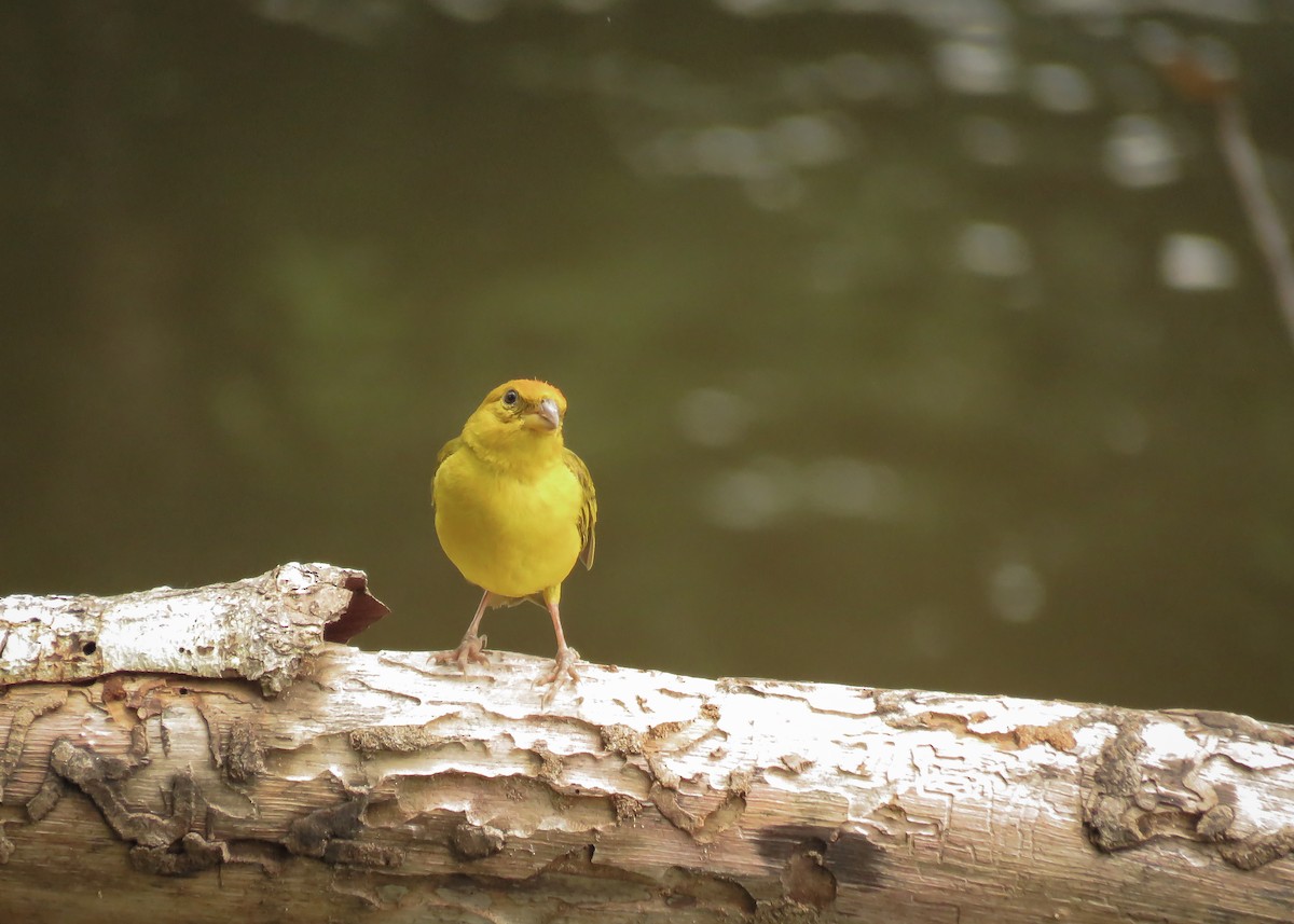 Orange-fronted Yellow-Finch - Arthur Gomes