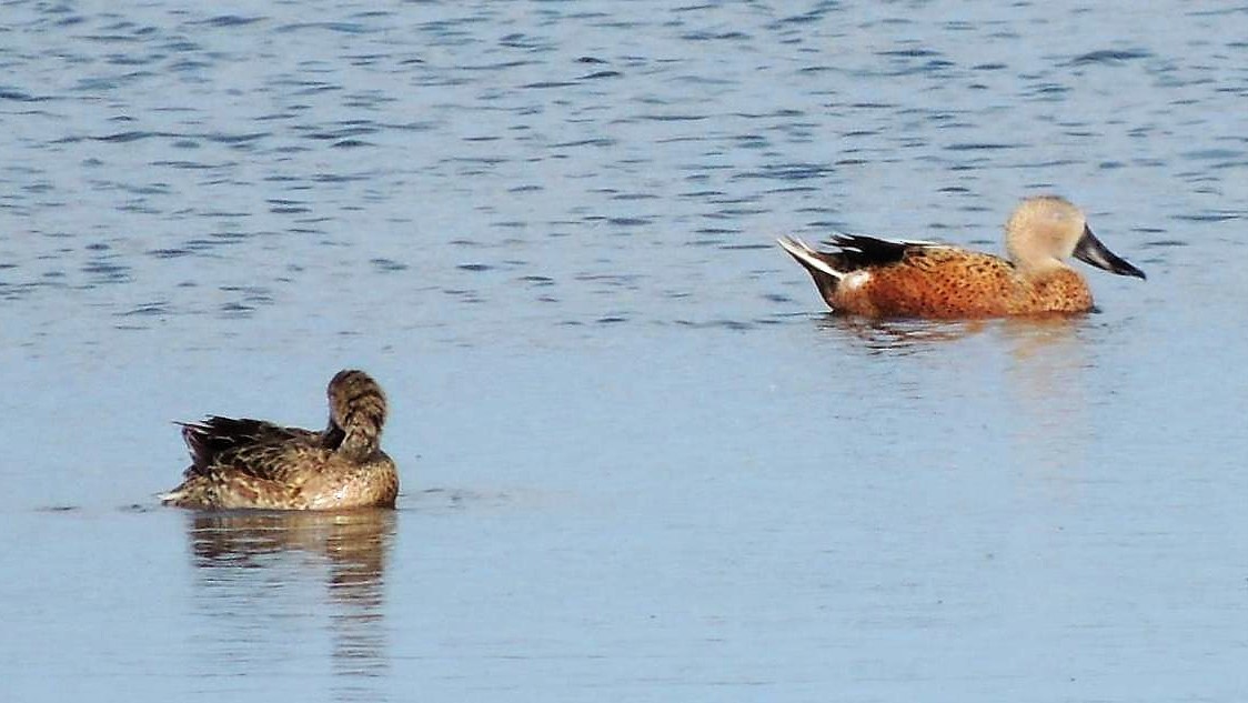 Red Shoveler - ML131806471