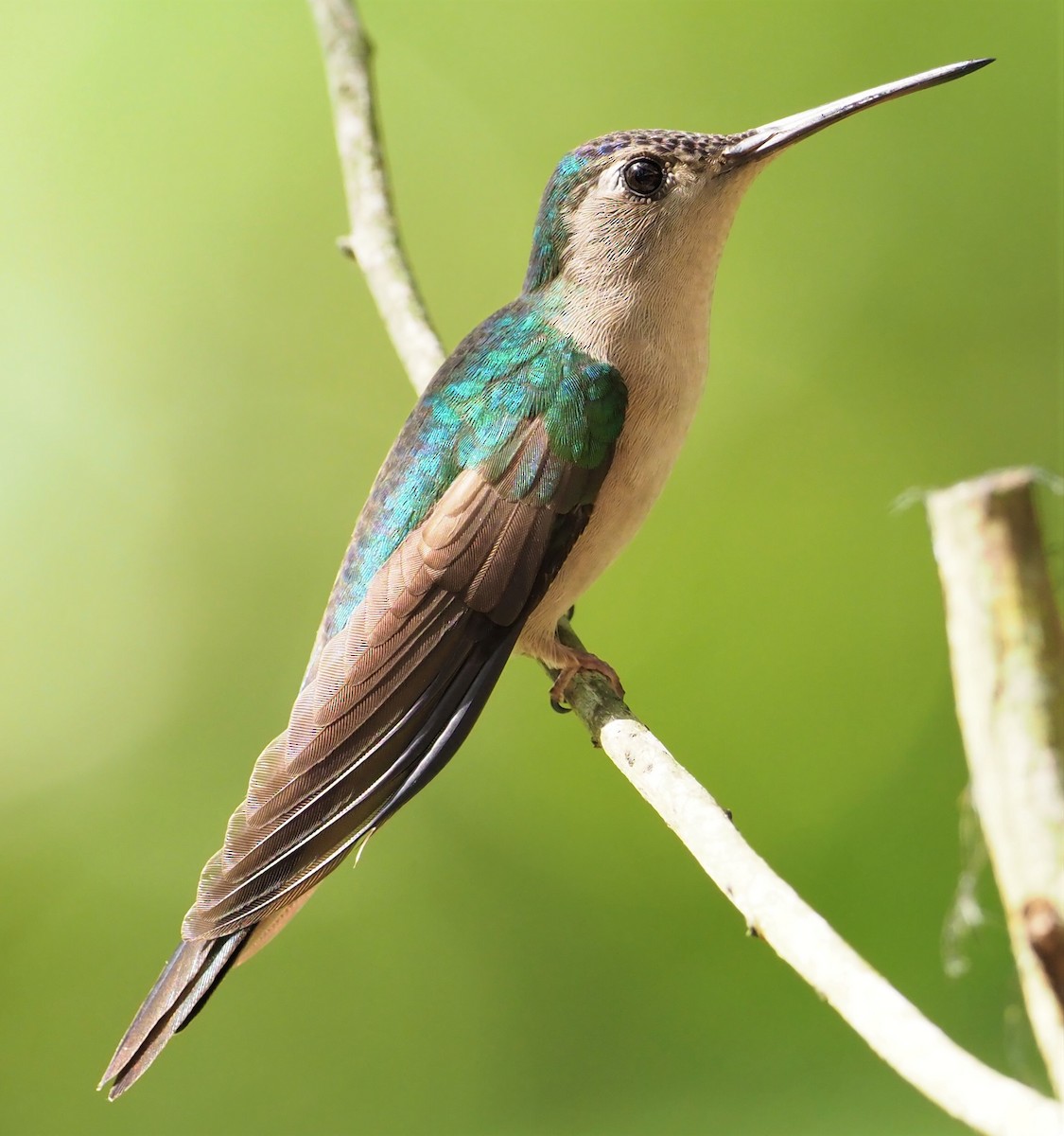 Wedge-tailed Sabrewing - ML131806731