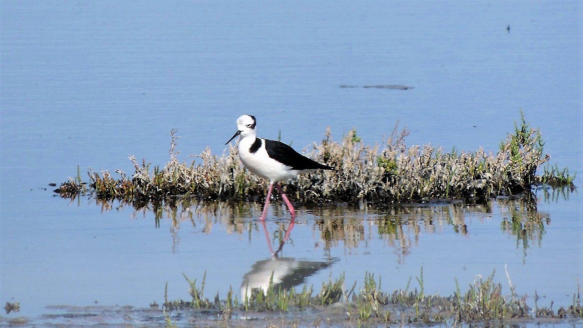 Cigüeñuela Cuellinegra - ML131806751