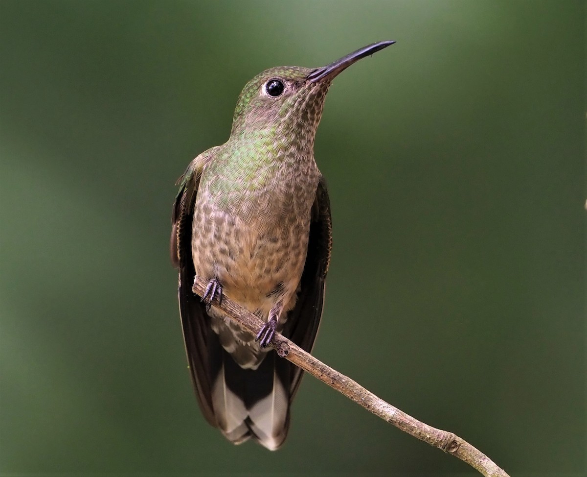 Colibri de Cuvier - ML131806781