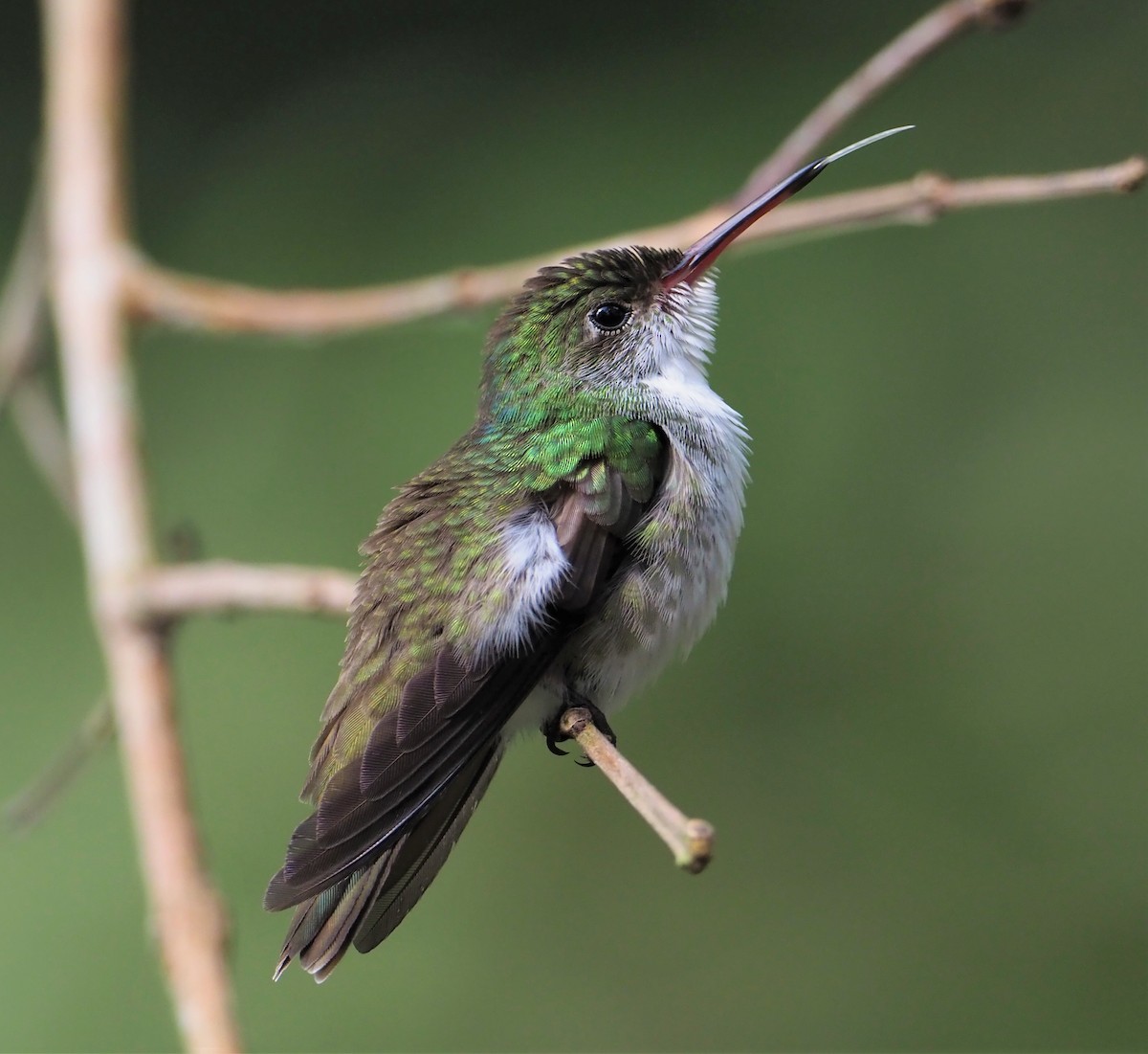 White-bellied Emerald - ML131806981