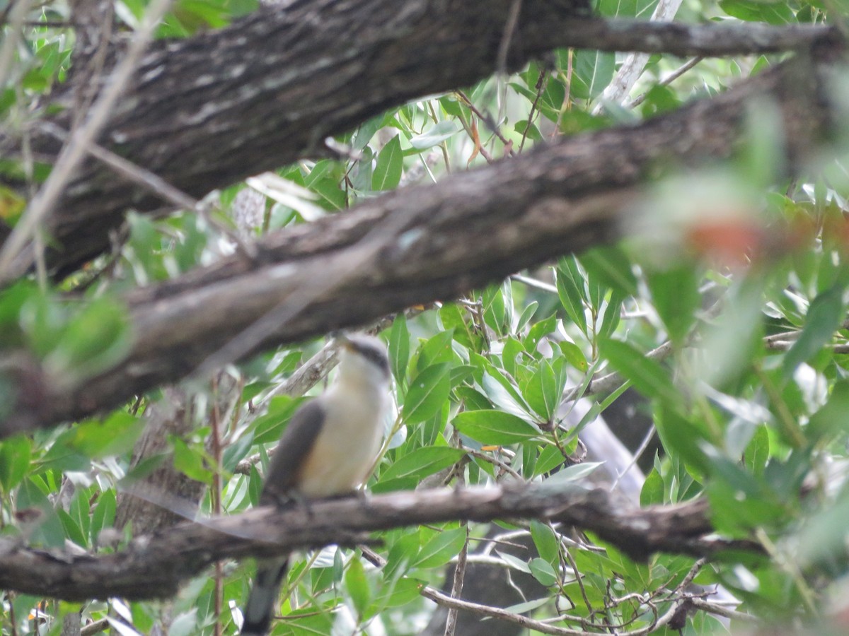 Mangrove Cuckoo - ML131807011