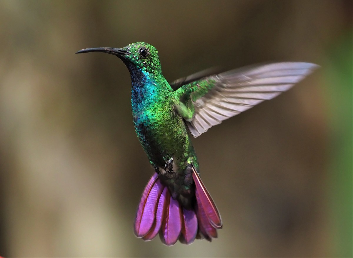 Green-breasted Mango - ML131807061