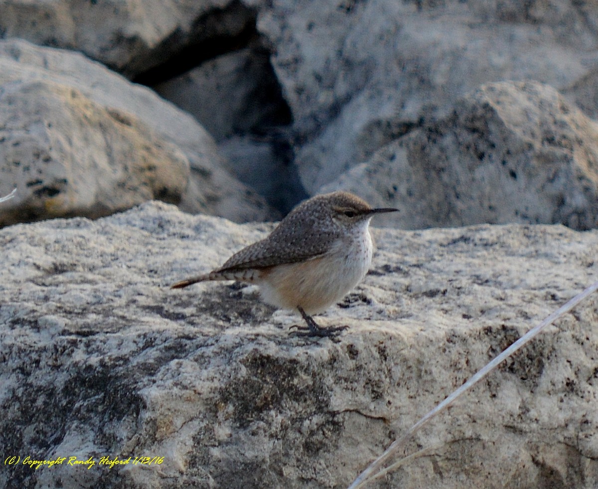 Rock Wren - ML131807301