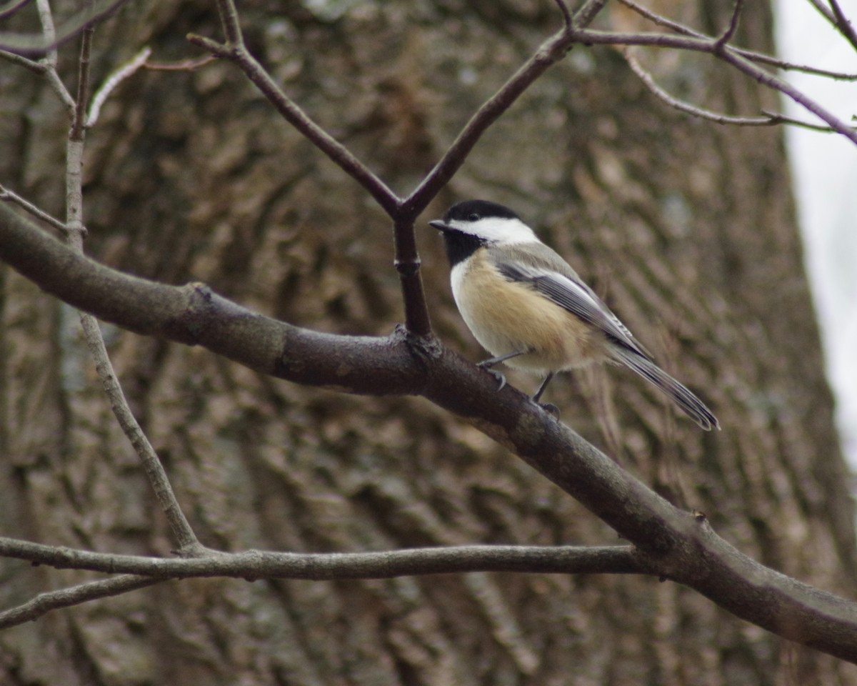 Black-capped Chickadee - ML131807561