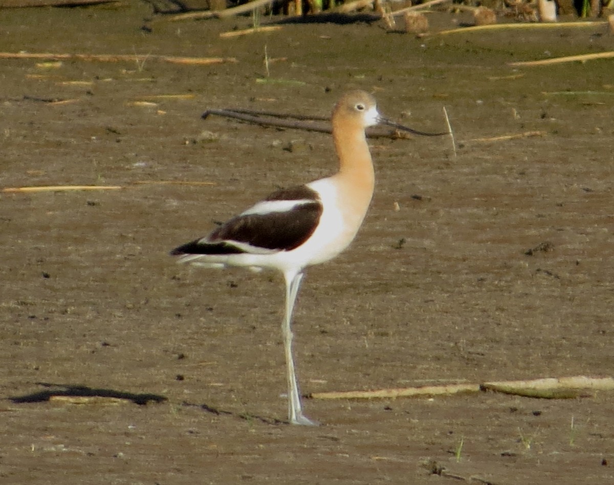 American Avocet - ML131810151