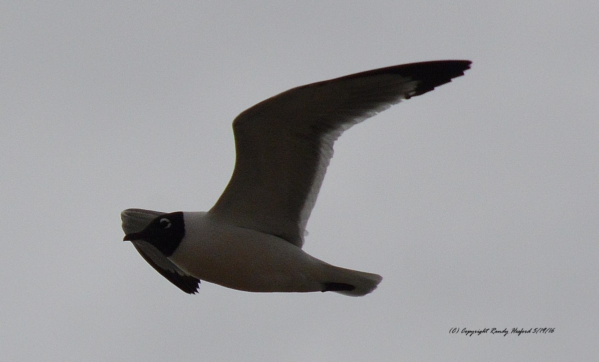 Franklin's Gull - ML131811991