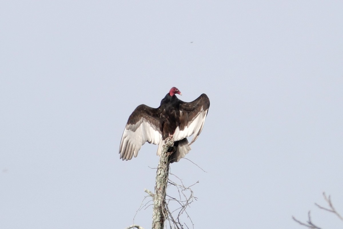 Turkey Vulture - ML131812231