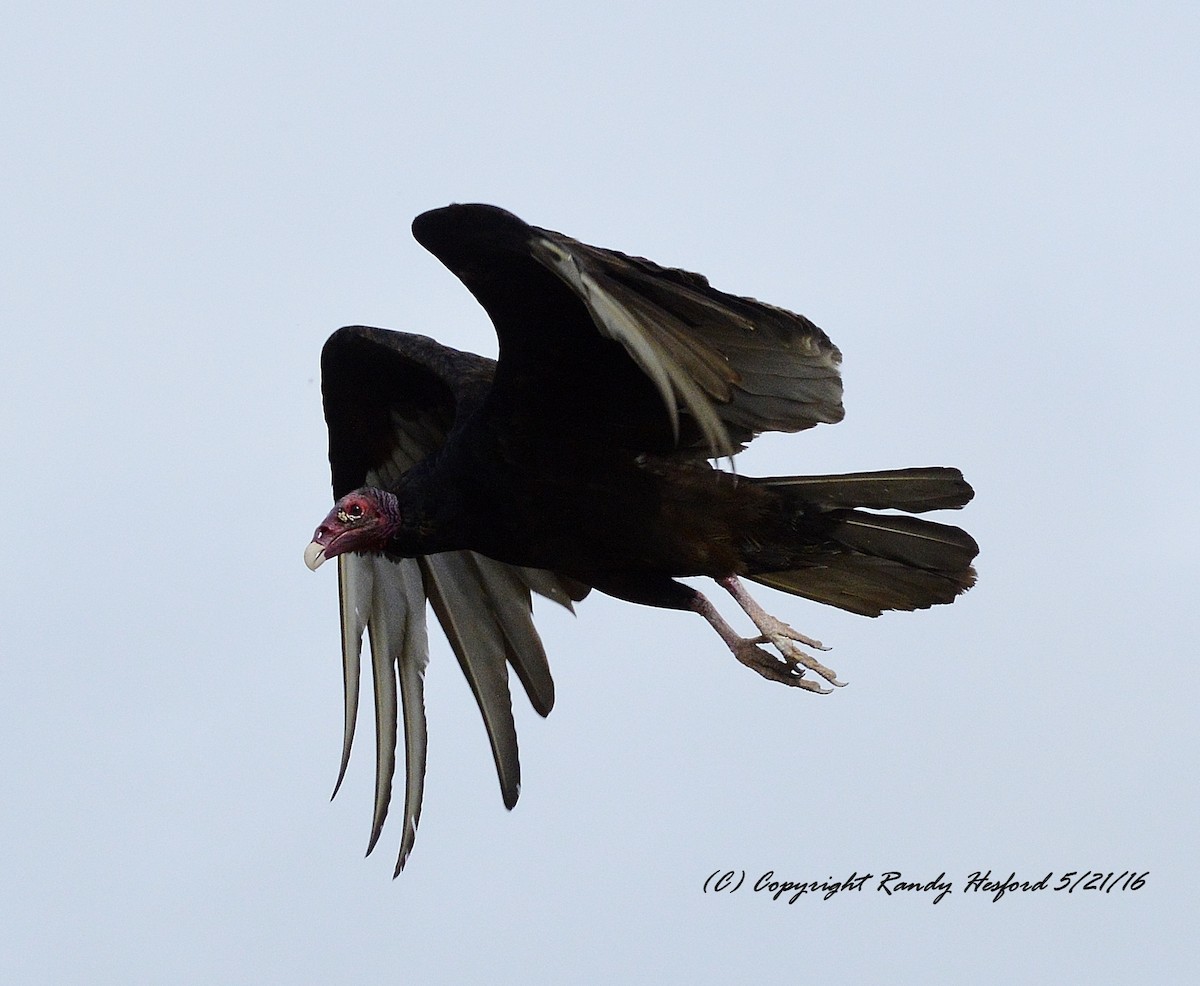 Turkey Vulture - Randy Hesford