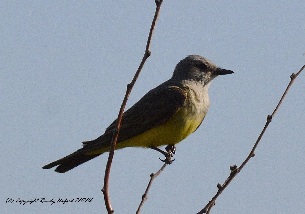 Western Kingbird - Randy Hesford