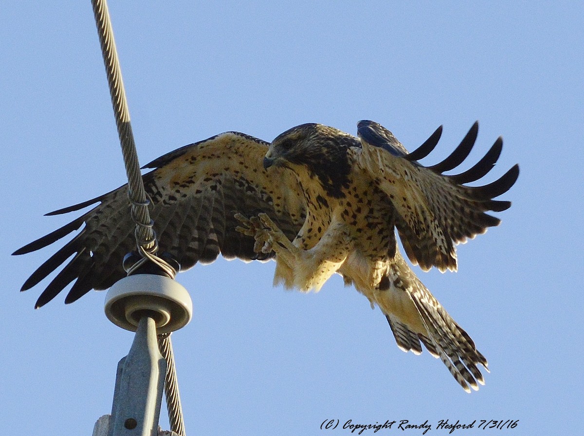 Swainson's Hawk - Randy Hesford