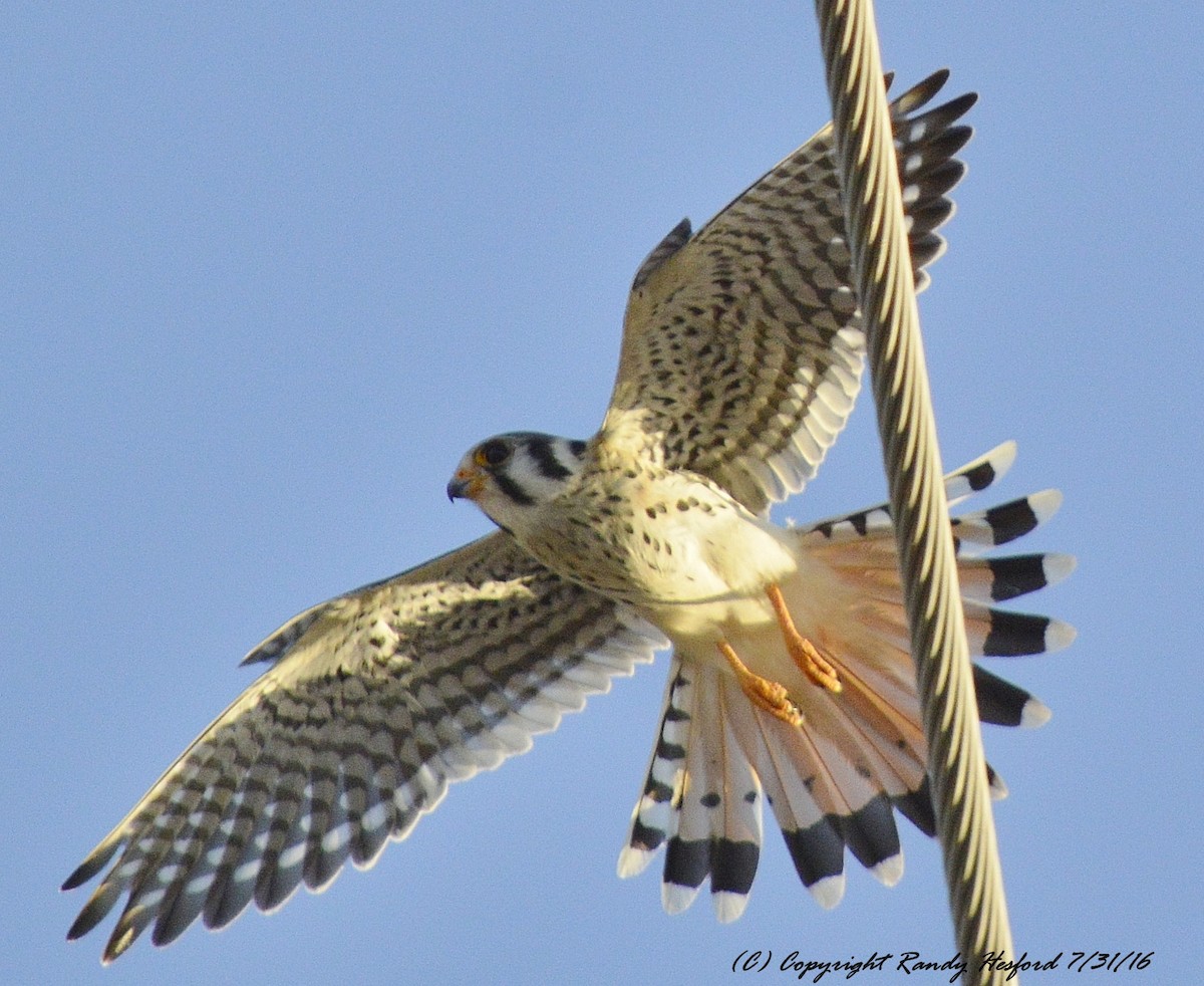 American Kestrel - Randy Hesford