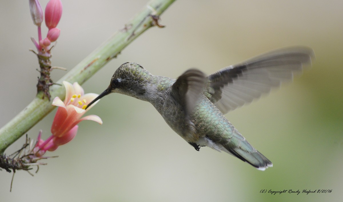 Black-chinned Hummingbird - Randy Hesford