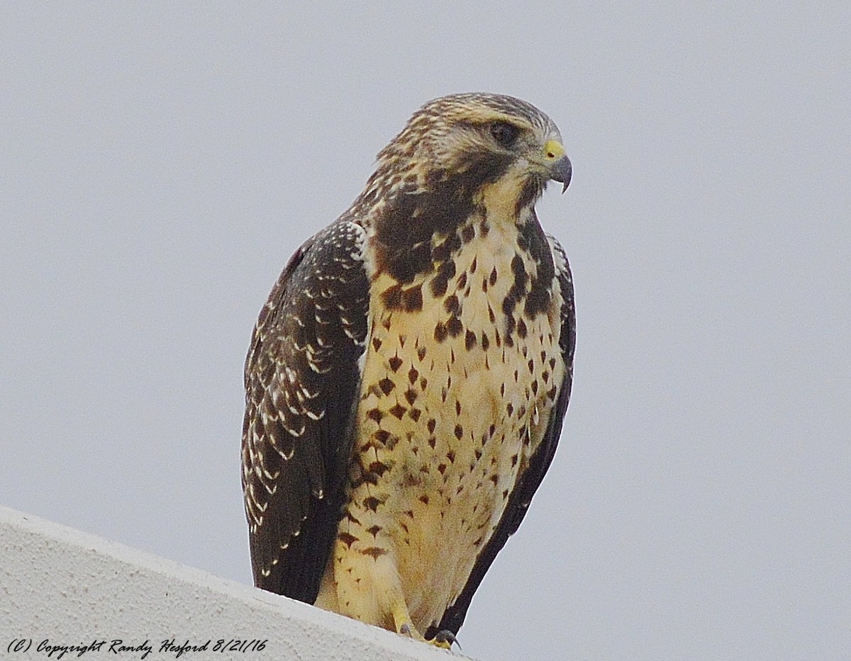 Swainson's Hawk - ML131815351