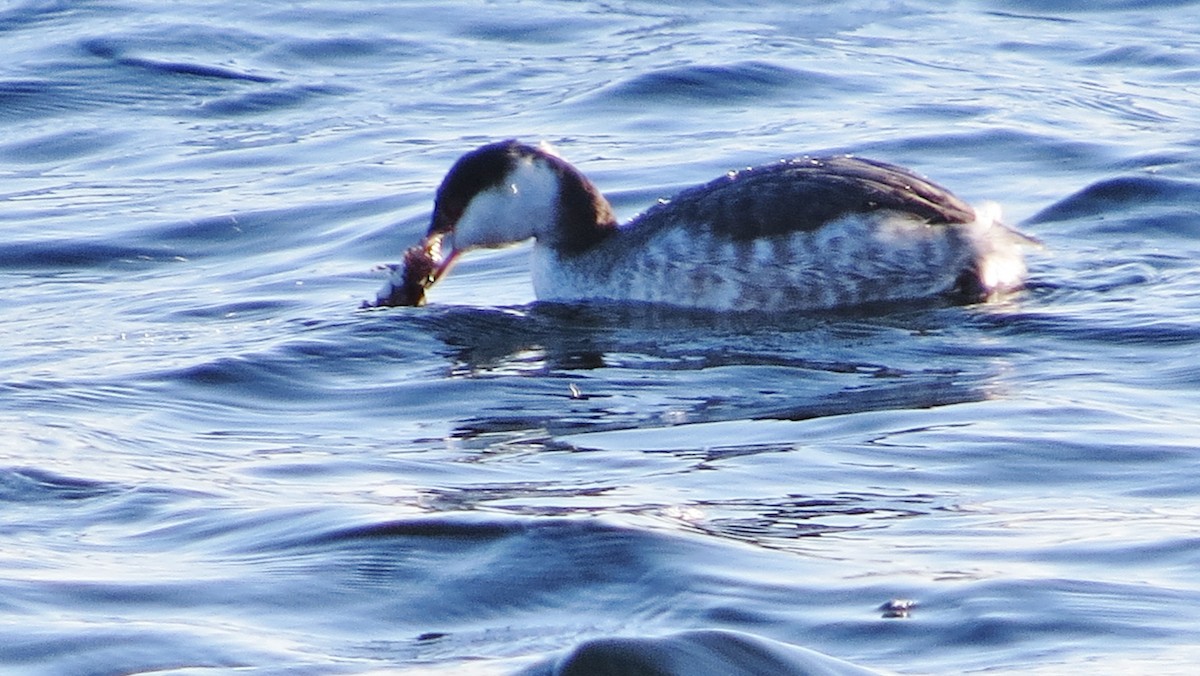 Horned Grebe - ML131815391