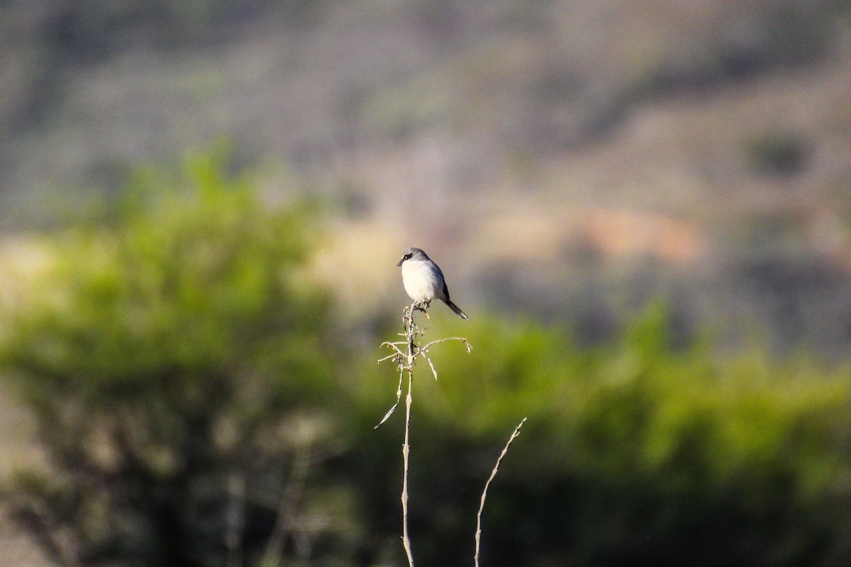 Pie-grièche migratrice - ML131815691