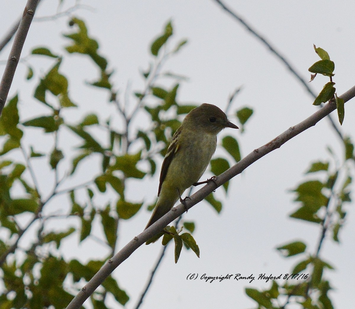 Willow Flycatcher - ML131815751