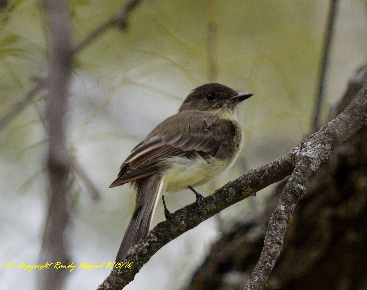 Eastern Phoebe - Randy Hesford