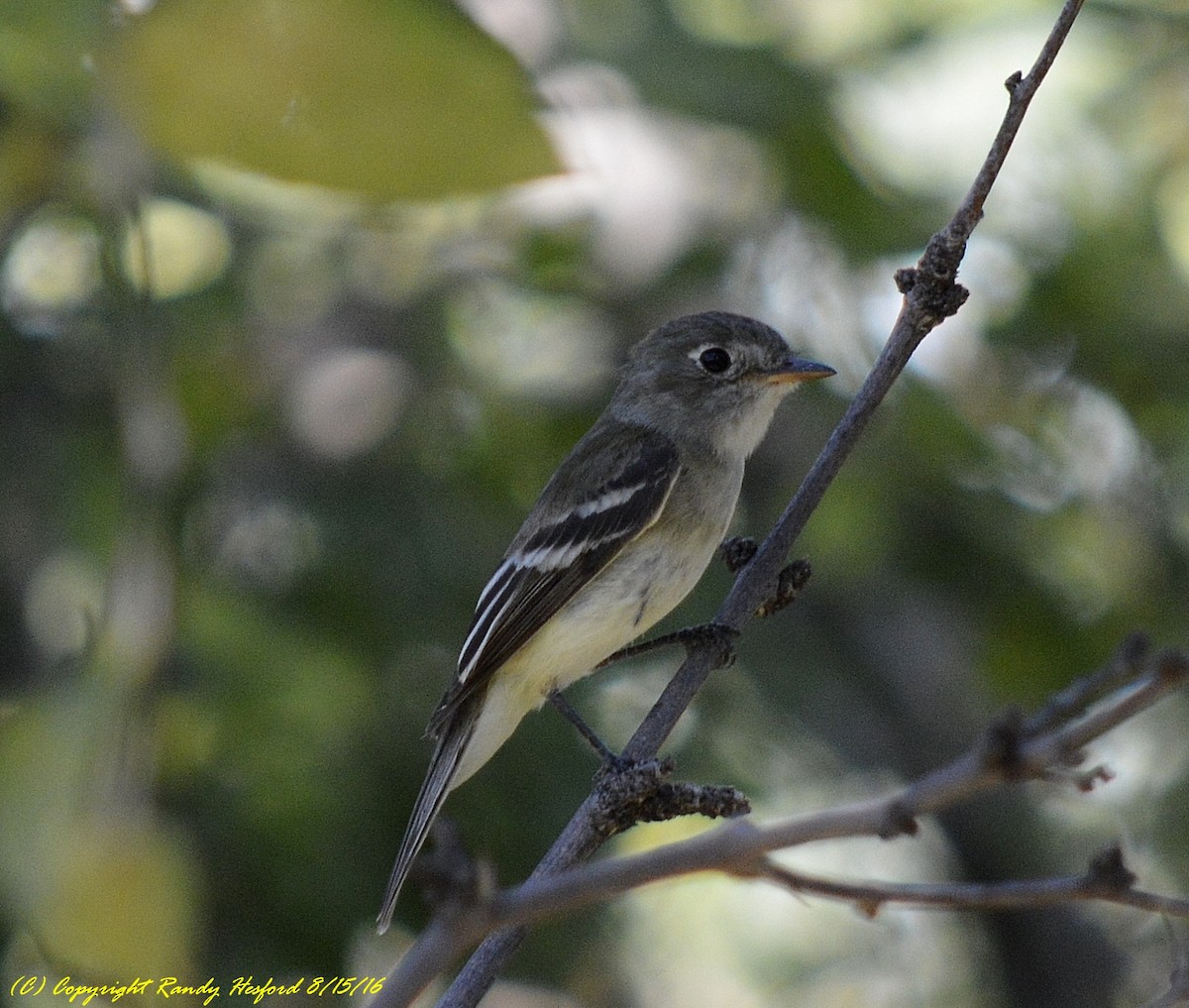 Least Flycatcher - ML131816371