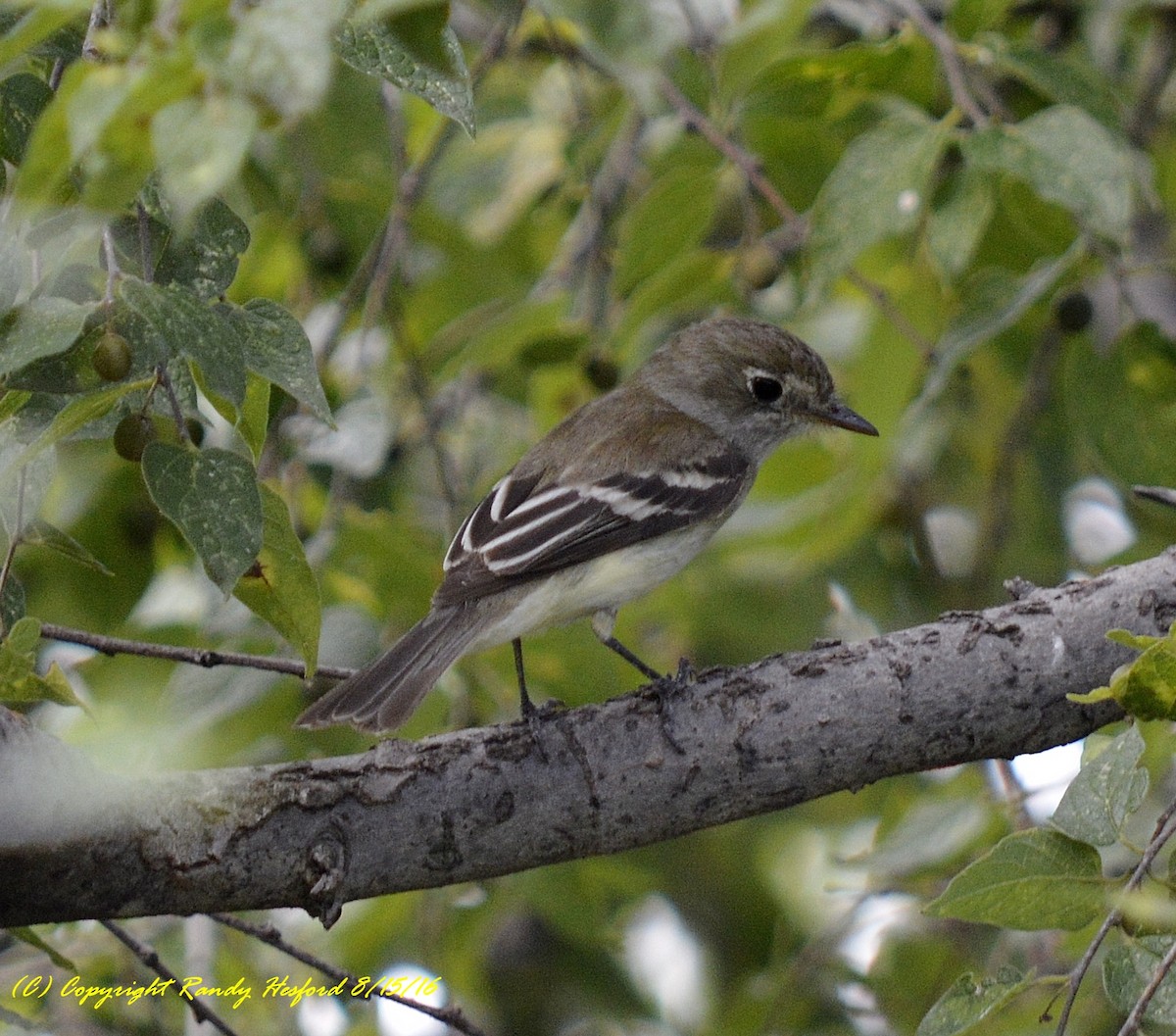 Moucherolle tchébec - ML131816391