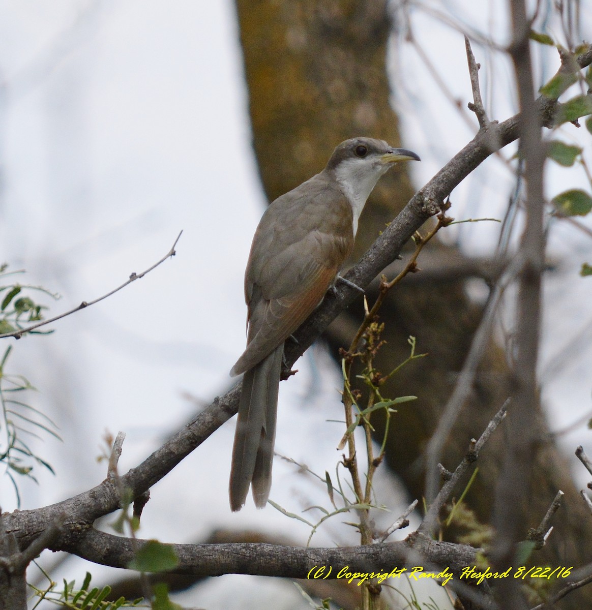 Yellow-billed Cuckoo - ML131816421