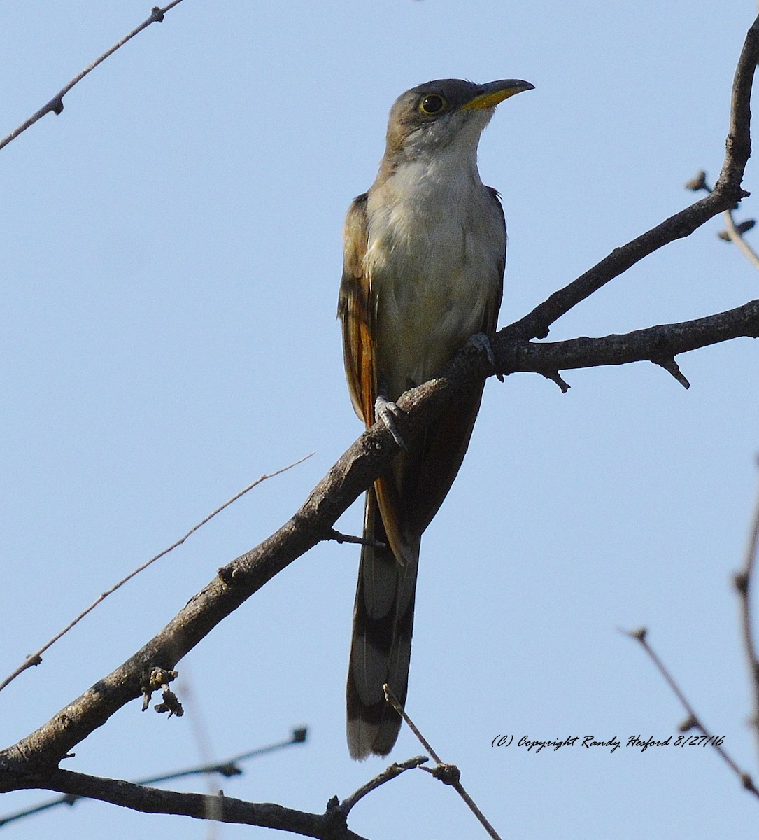 Yellow-billed Cuckoo - ML131816521