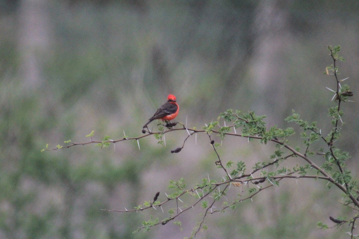 Vermilion Flycatcher - ML131816971