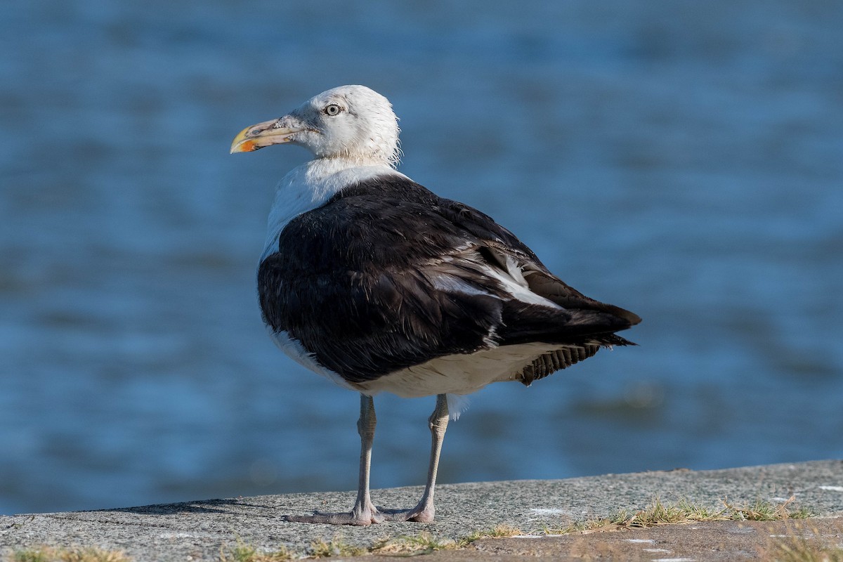 Kelp Gull - Terence Alexander