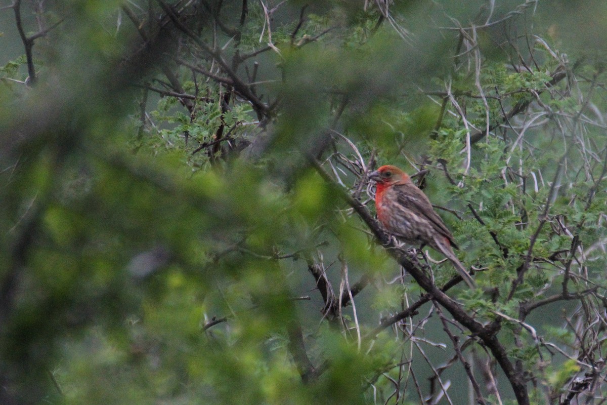 House Finch - ML131817431