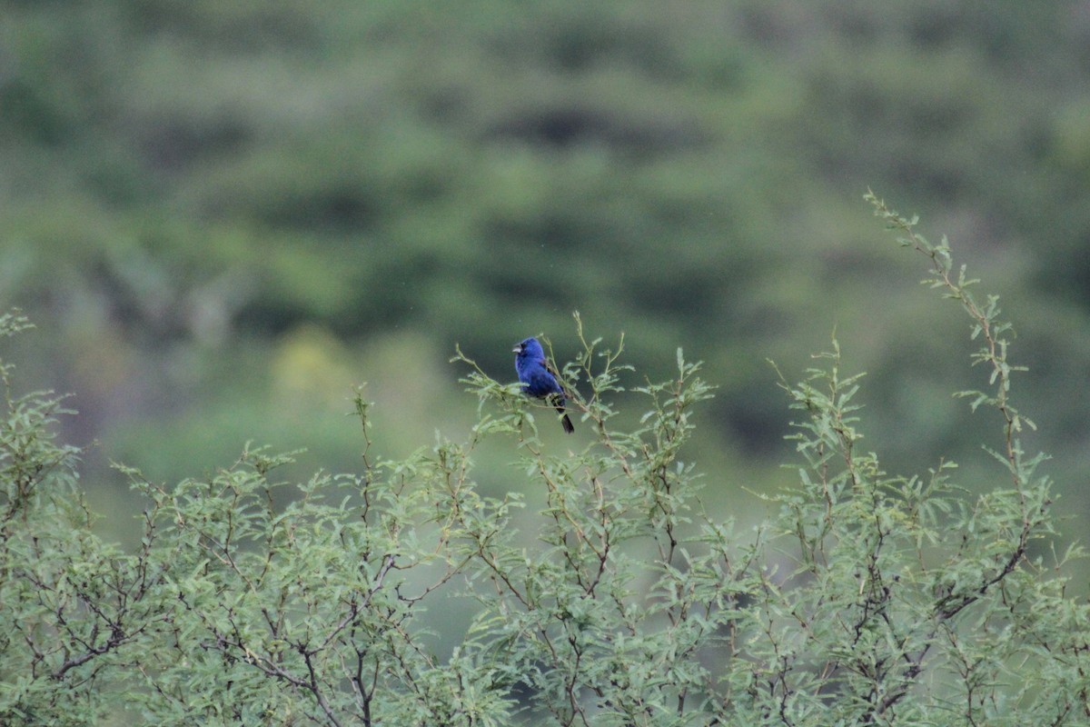 Blue Grosbeak - ML131817801