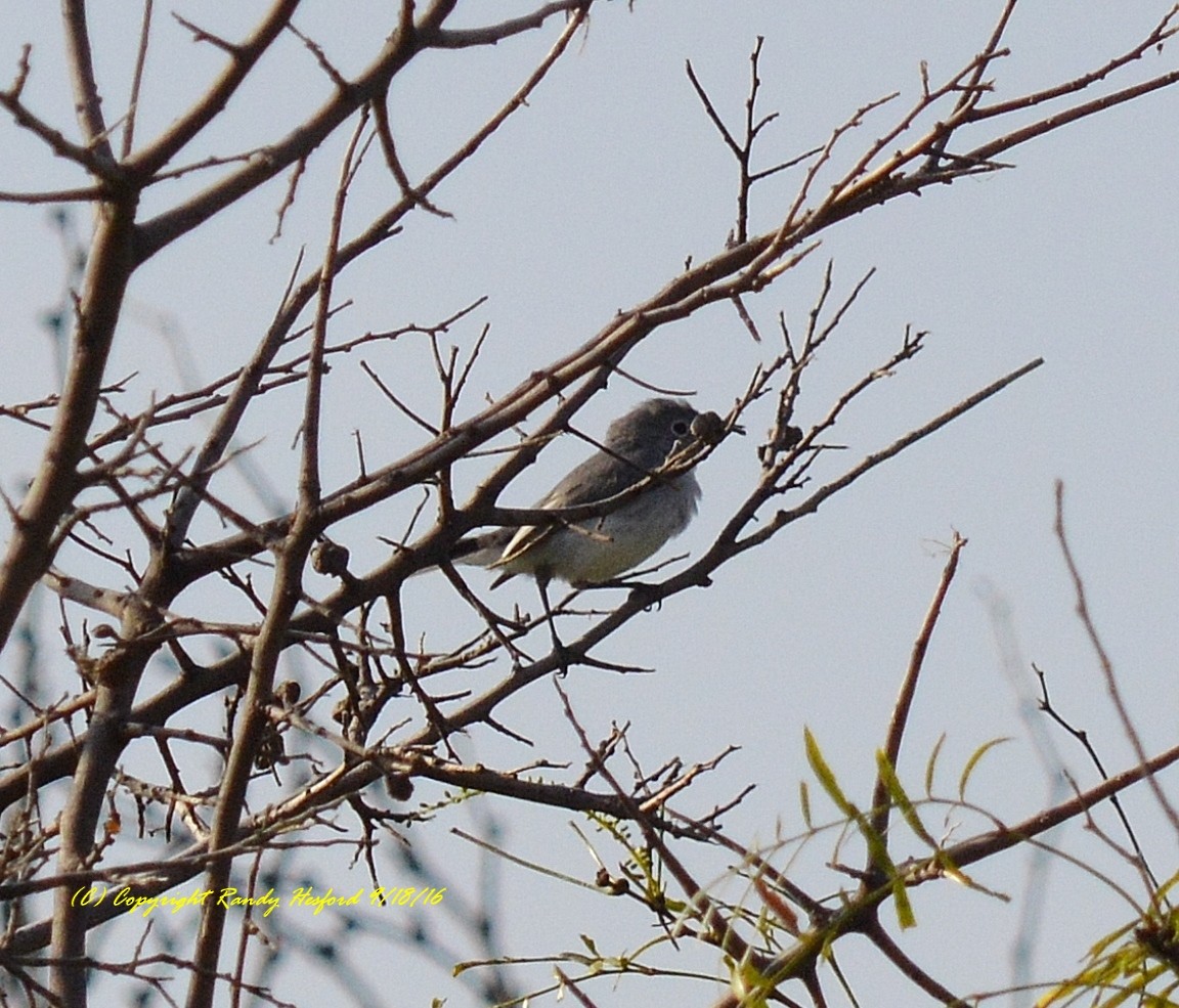 Blue-gray Gnatcatcher - ML131817921