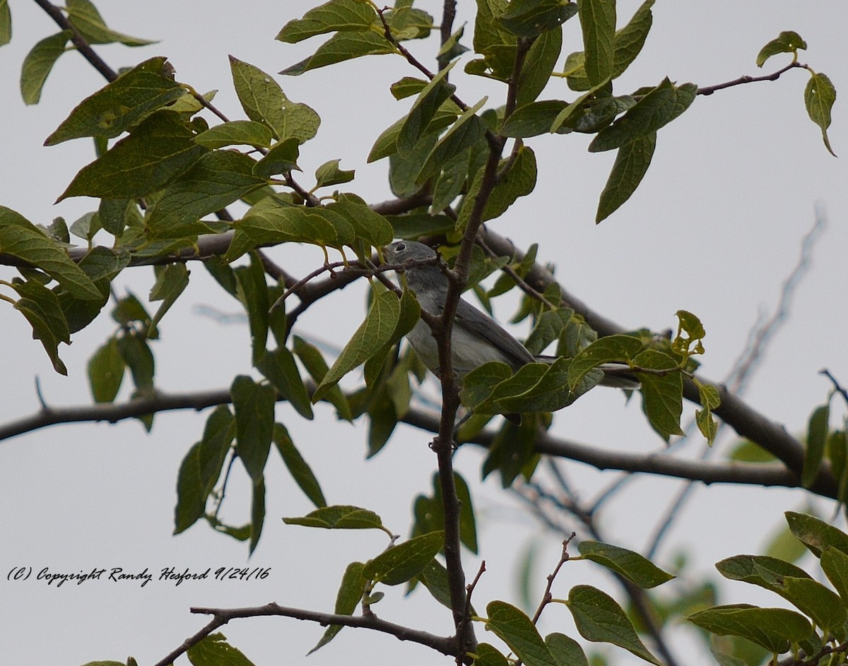 Blue-gray Gnatcatcher - ML131818671