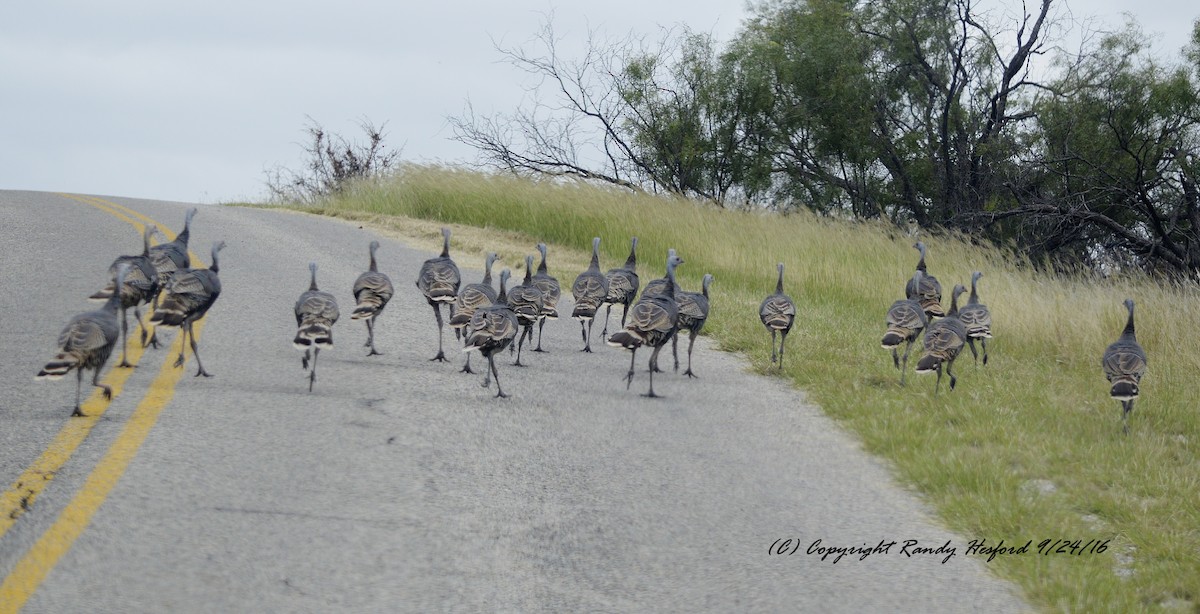 Wild Turkey - Randy Hesford