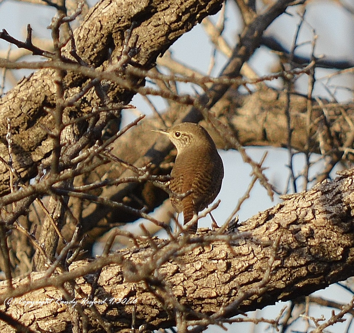 House Wren - Randy Hesford