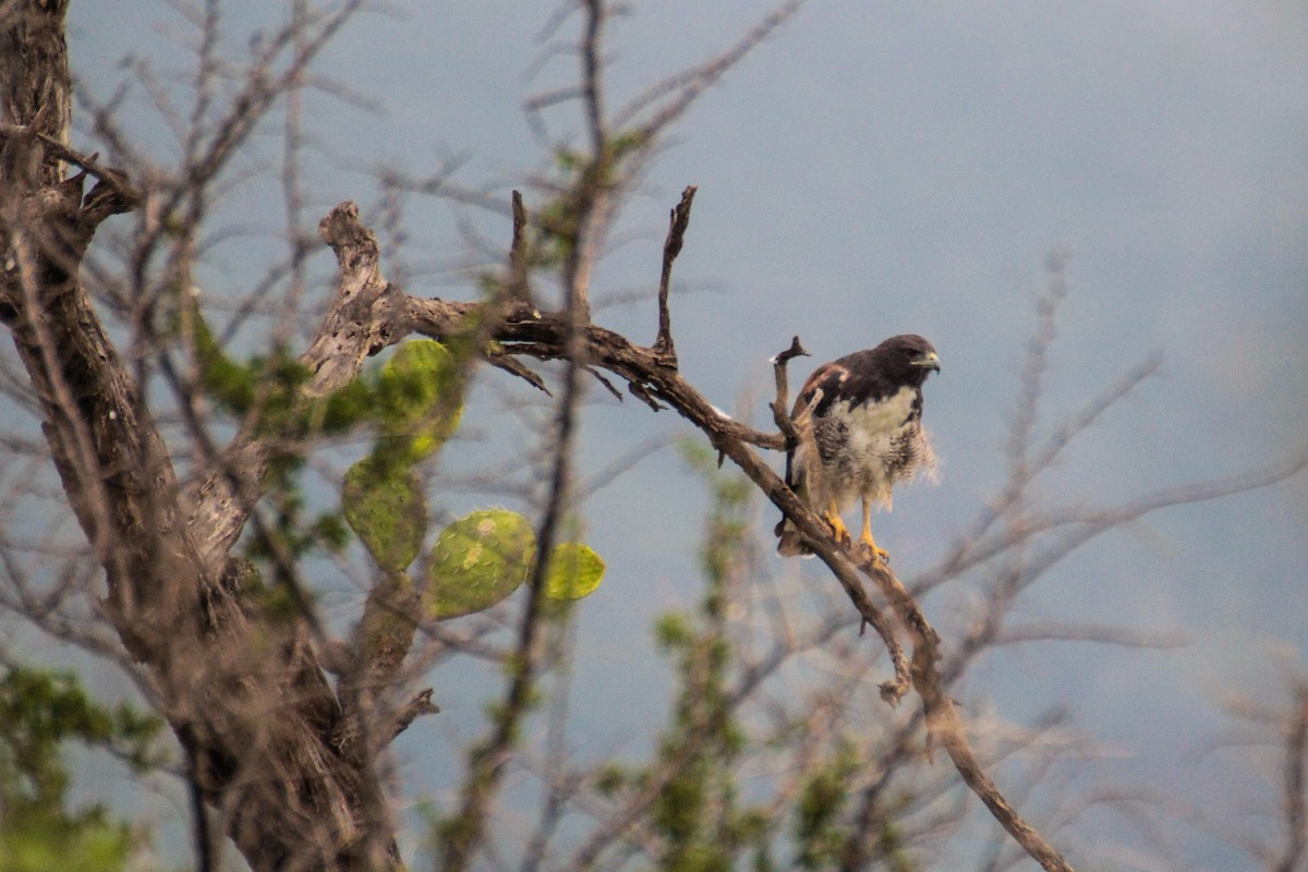White-tailed Hawk - ML131819871