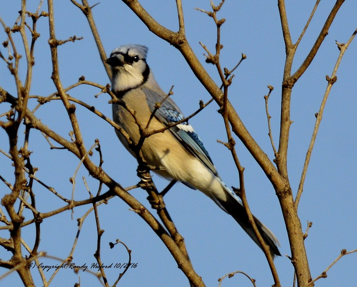 Blue Jay - Randy Hesford