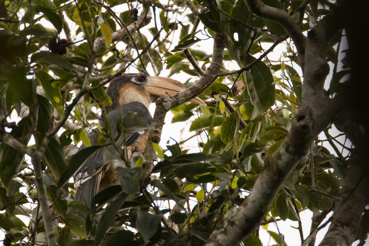 Brown Hornbill - ML131821521