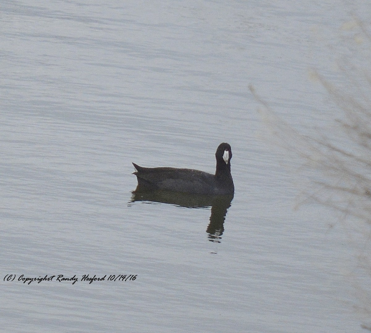 American Coot - ML131821821