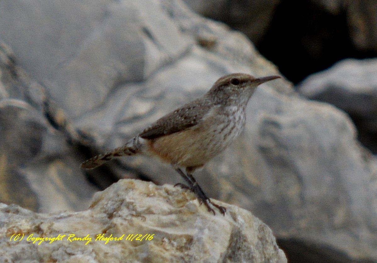 Rock Wren - ML131823851