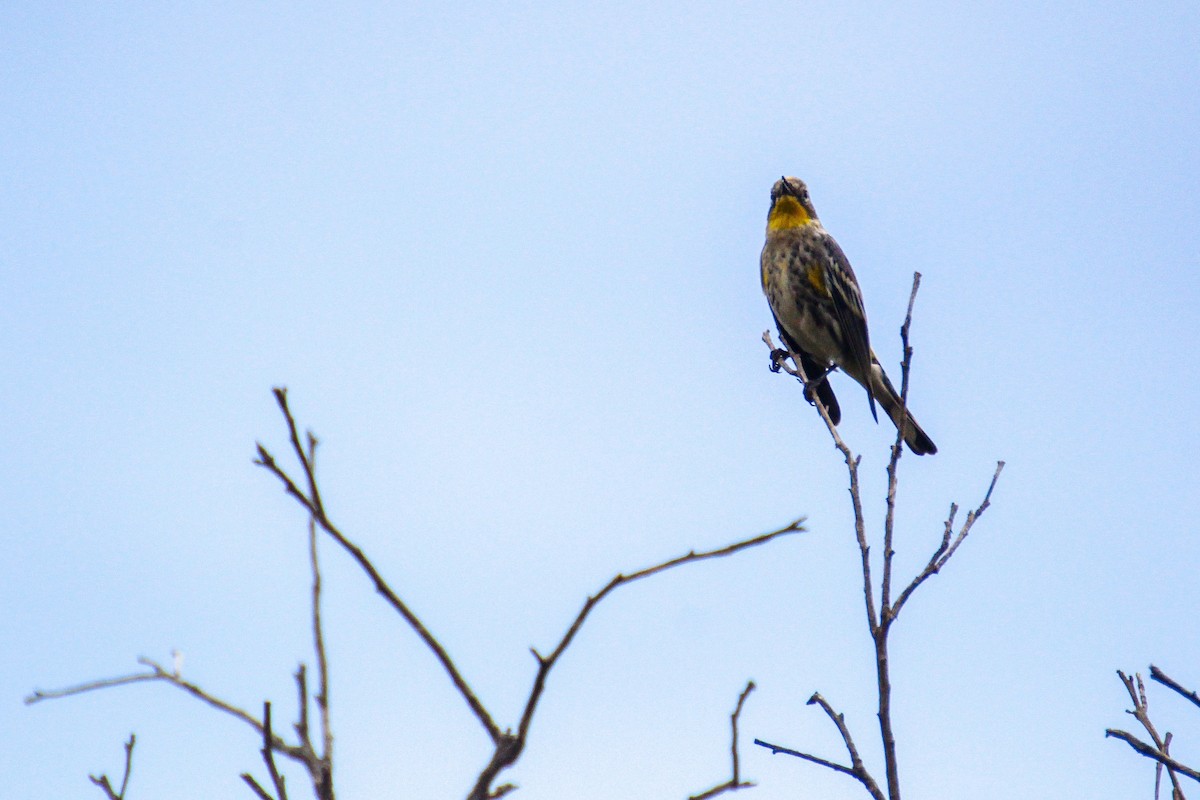 Yellow-rumped Warbler - ML131825701