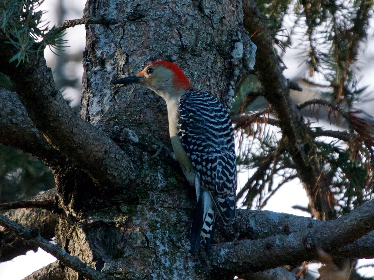 Red-bellied Woodpecker - ML131826981