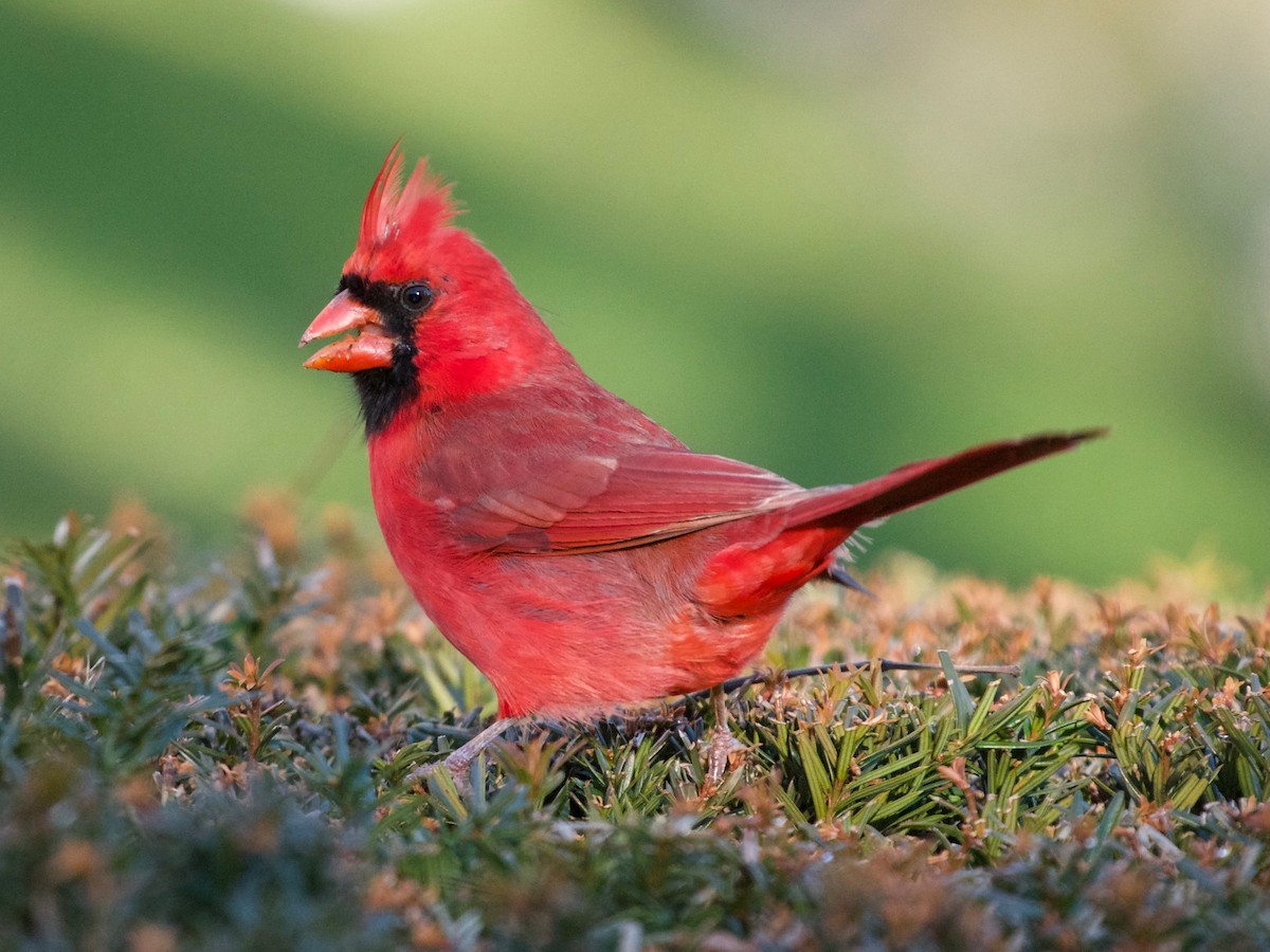 Northern Cardinal - ML131827191