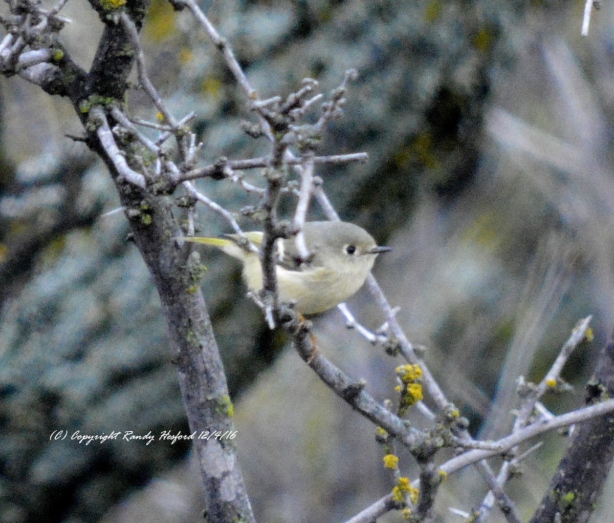 Ruby-crowned Kinglet - Randy Hesford