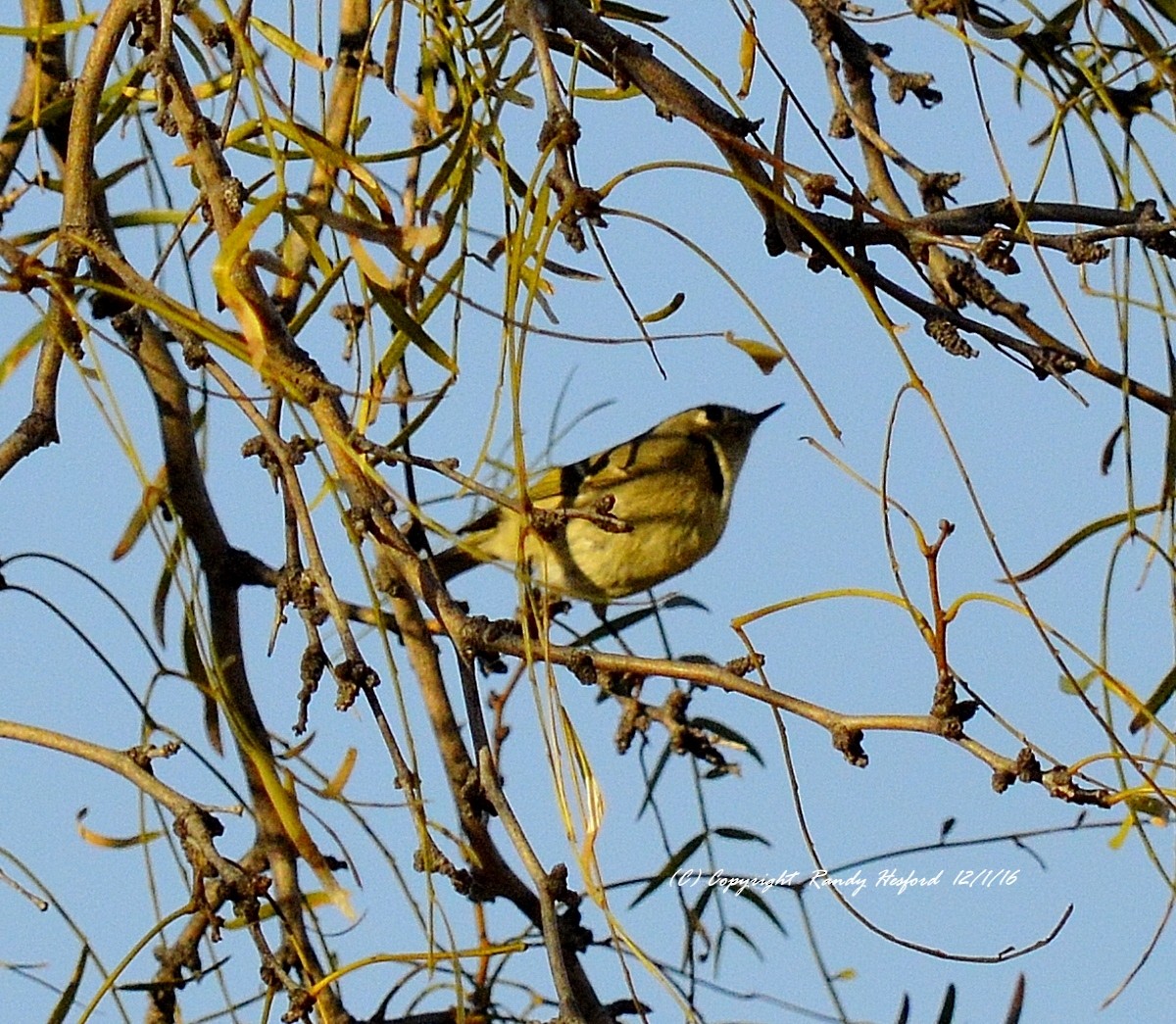 Ruby-crowned Kinglet - Randy Hesford